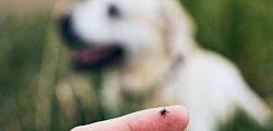 Kleszcze a nasze psy: jakie choroby przenoszą i jakie są objawy?
